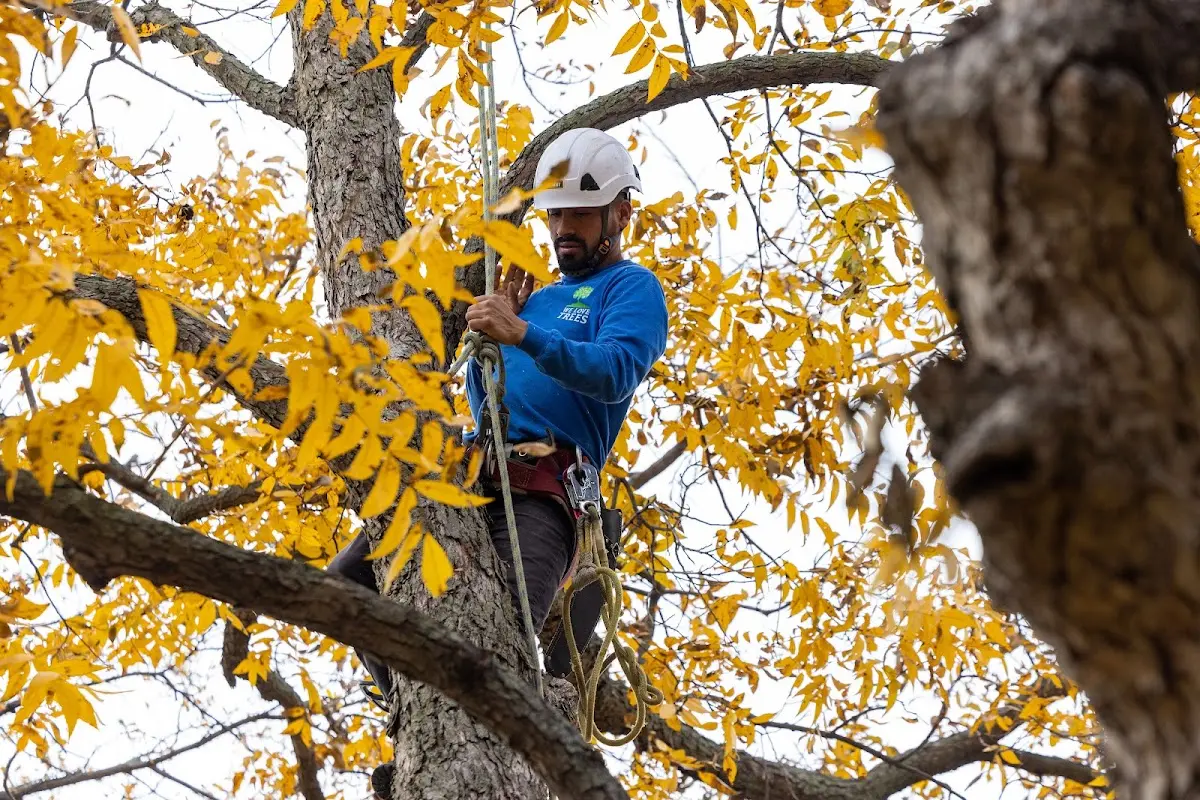 Skilled Tree Planing crew working in Anthony